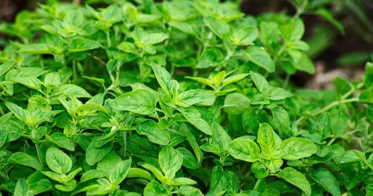 Herbs and Their Uses: Cooking and Nutrition Tips