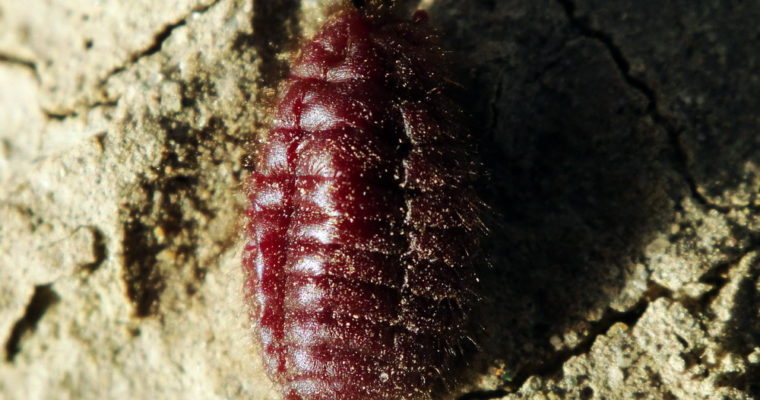Cochineal (AKA Carmine): The Red Food Coloring from Insects