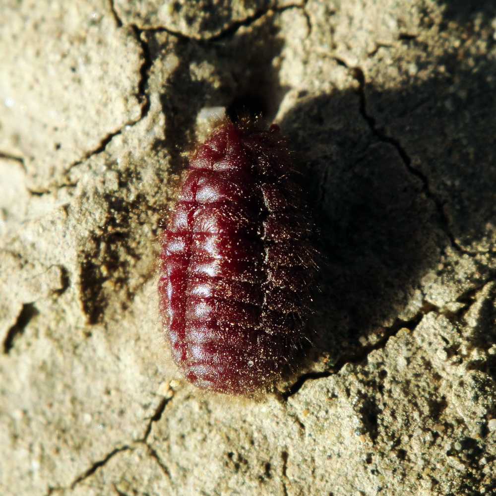 Cochineal (AKA Carmine): The Red Food Coloring from Insects